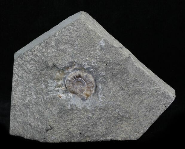Promicroceras Ammonite - Dorset, England #30727